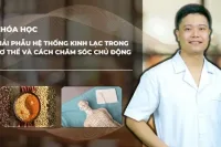 Giải phẫu hệ thống kinh lạc trong cơ thể và cách chăm sóc chủ động